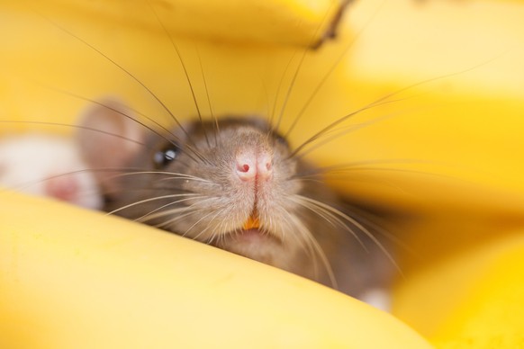 Männliche Mäuse und Bananen geben kein gutes Team ab.