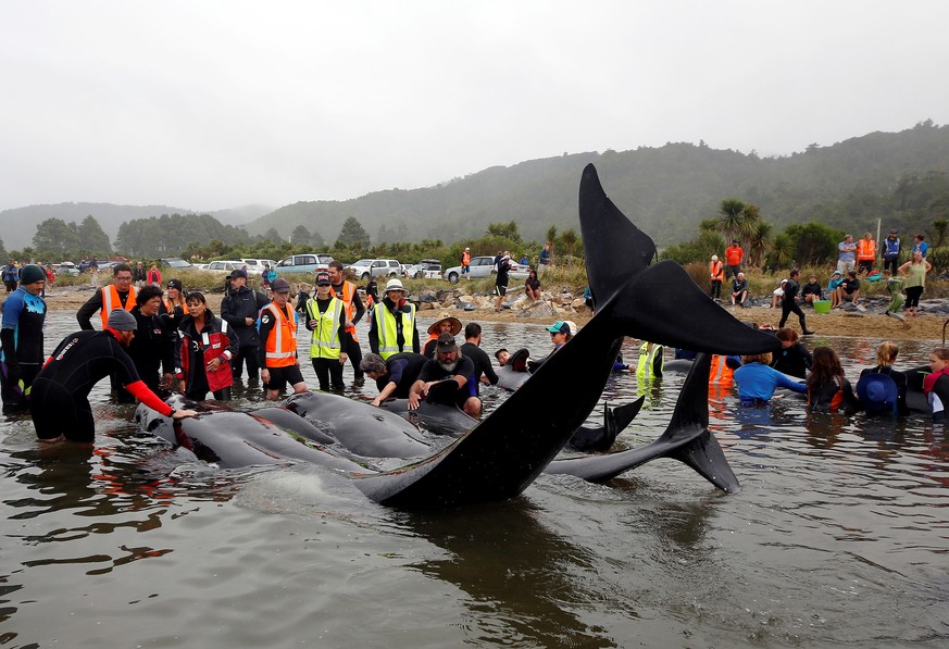 Volunteers look after a pod of stranded pilot whales as they prepare to refloat them after one of the country&#039;s largest recorded mass whale strandings, in Golden Bay, at the top of New Zealand&#0 ...