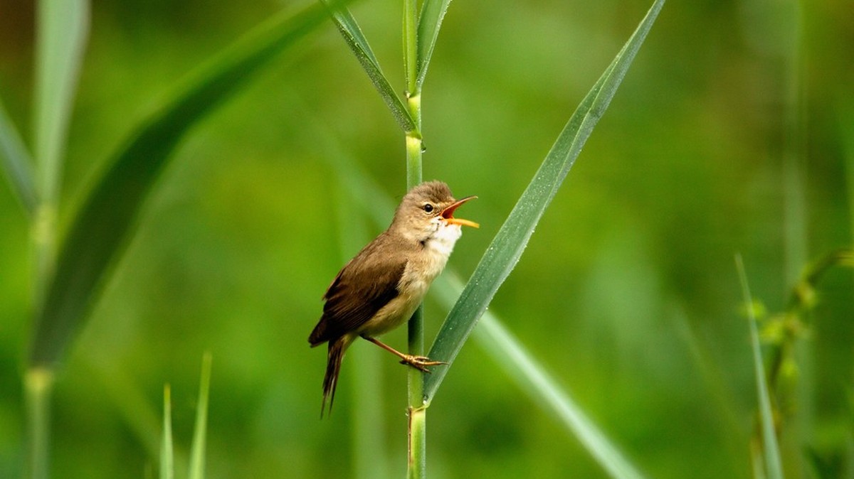 Sumpfrohrsänger (Vogel des Jahres 2023)