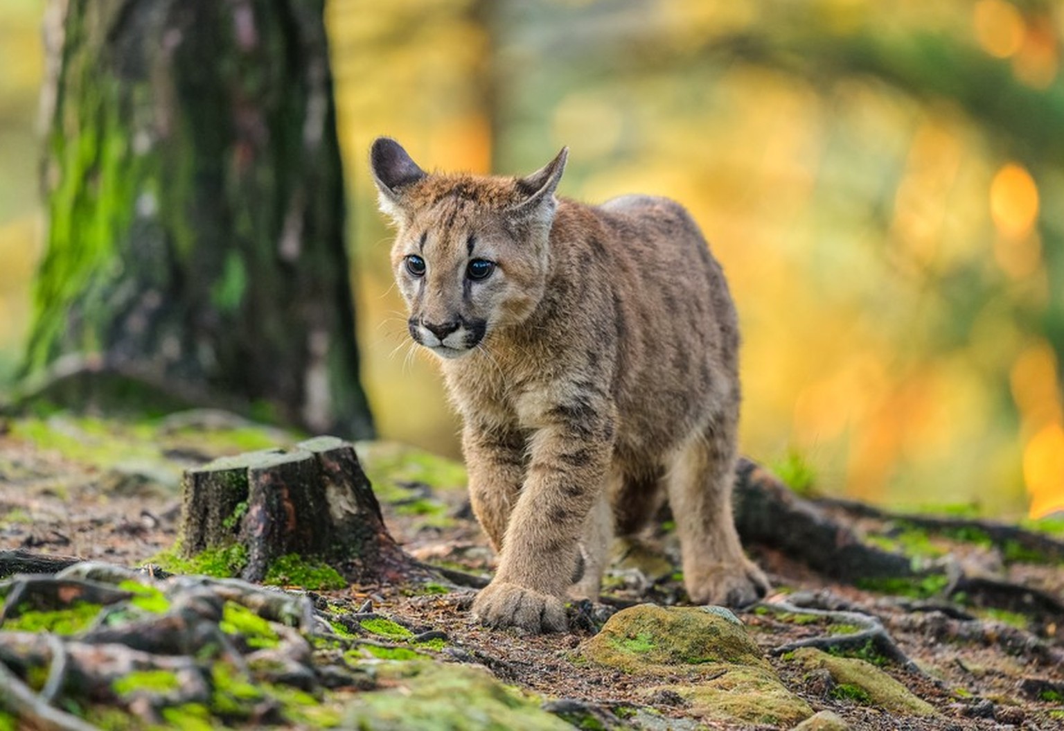 Junger Puma