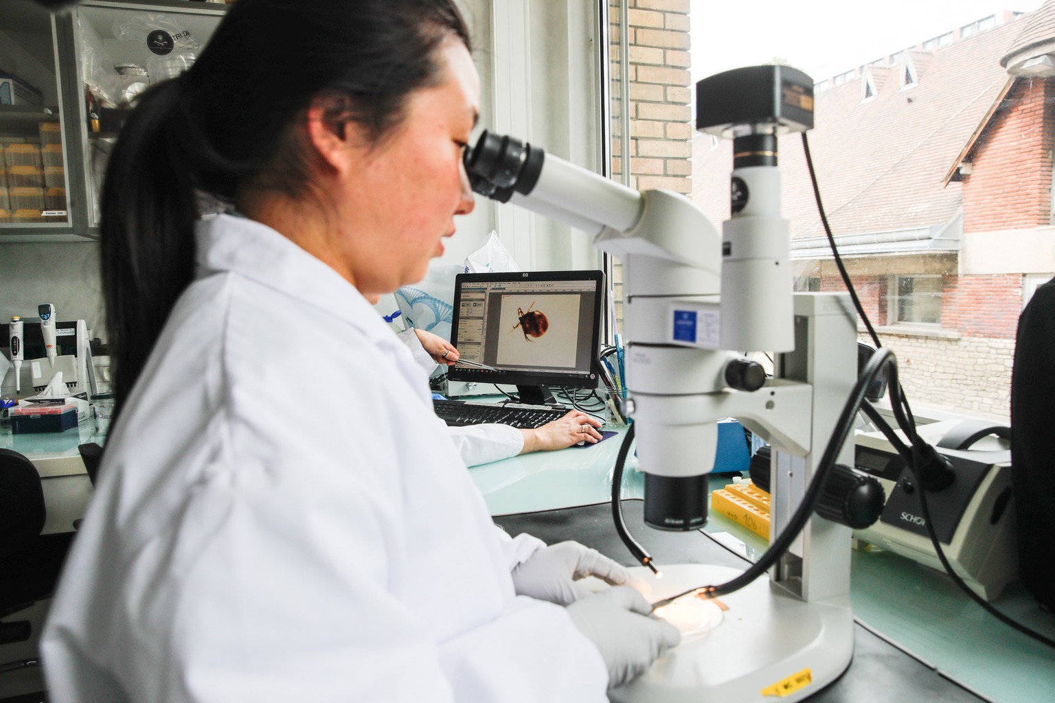 epa10790665 Paraguayan researcher Alejandra Wu-Chuang dissects a tick to identify microbiota, in a laboratory at the campus facilities of the ANSES (French Agency for Food, Environmental and Occupatio ...