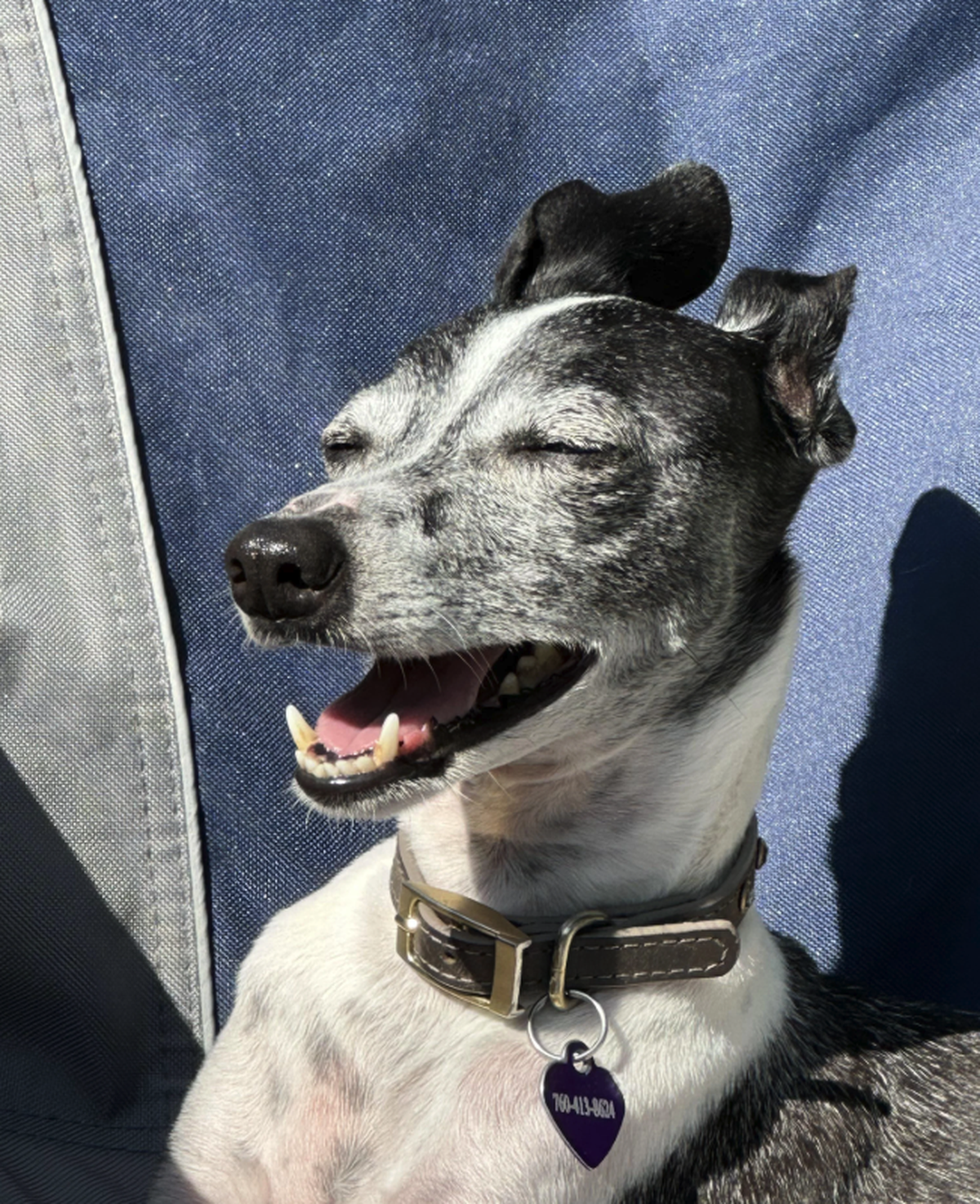 Hund mit geschlossenen Augen.

https://www.reddit.com/media?url=https%3A%2F%2Fpreview.redd.it%2Fshow-me-your-funniest-pictures-of-your-dog-v0-s8ud7ifhcqsh1.jpeg%3Fwidth%3D3024%26format%3Dpjpg%26auto%3 ...