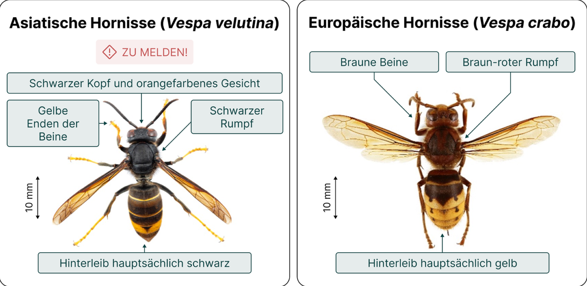 Asiatische Hornisse Europäische Hornisse