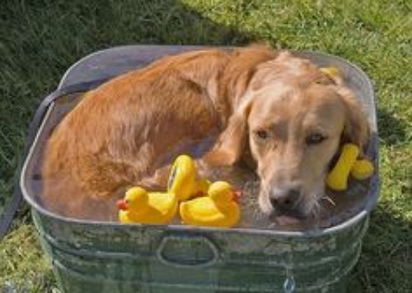 Hund in Wasserzuber
http://www.lifewithcats.tv/2016/07/21/when-its-hot-youre-hot/