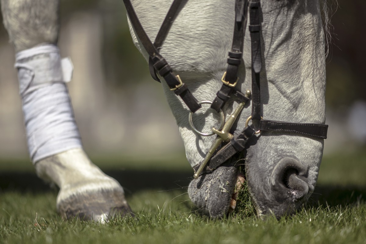 epa08366545 A rider of the Spanish Riding School on horseback as the Lipizzaner horse stallion grazes in the Burggarten park in Vienna, Austria, 16 April 2020. Two times a day the Lipizzaner horse sta ...