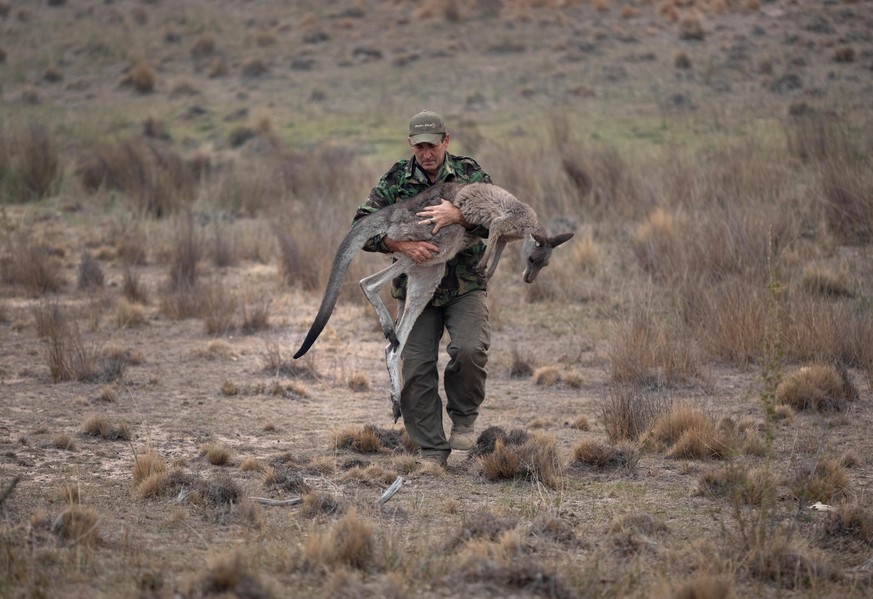 PEAK VIEW, AUSTRALIA - FEBRUARY 04: Animal rescuer Marcus Fillinger carries a bushfire burned kangaroo on February 4, 2020 in Peak View, Australia. The dart gun specialist had tranquilized the wounded ...