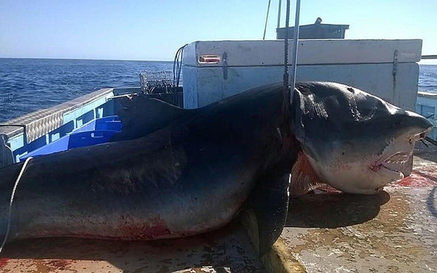 Diesen Koloss zogen australische Fischer aus dem Wasser.