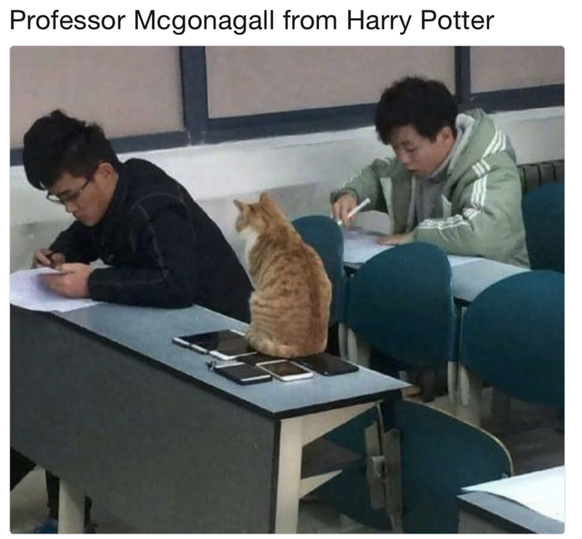 Katze Harry Potter
Cute News
https://imgur.com/gallery/btFTder