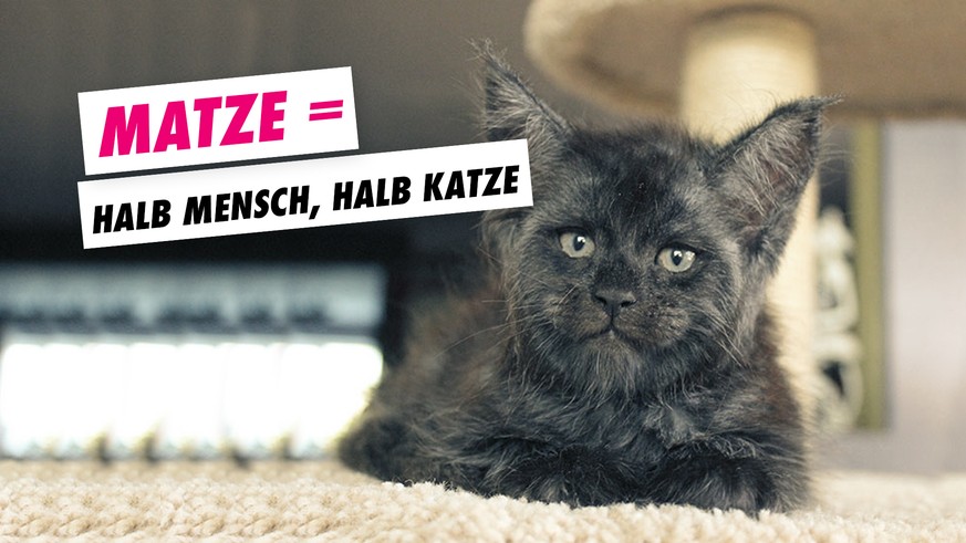 WTF! Diese Katze hat ein Menschengesicht 😳 - watson - 873 x 491 jpeg 88kB
