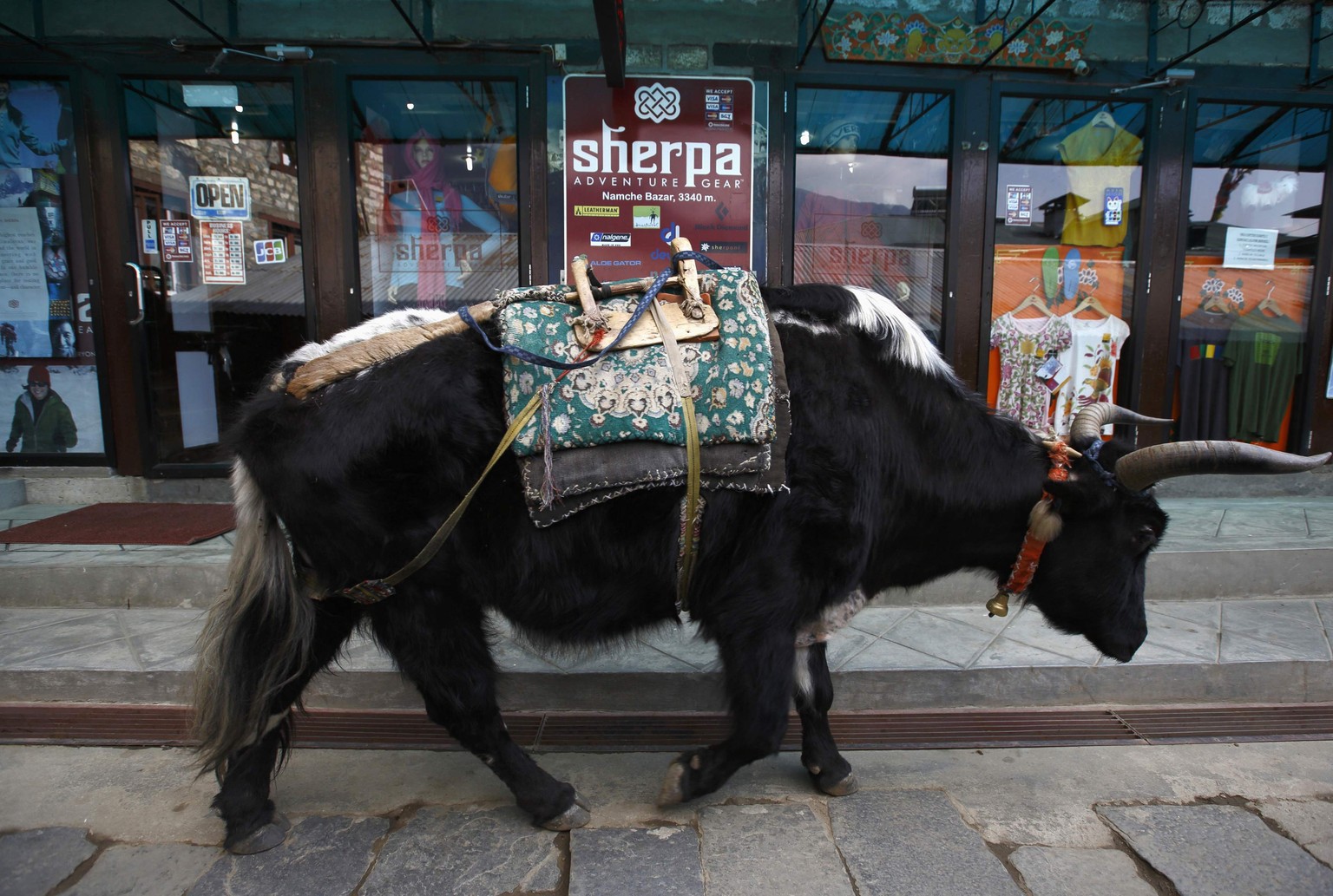 Ein Yak in Namche.