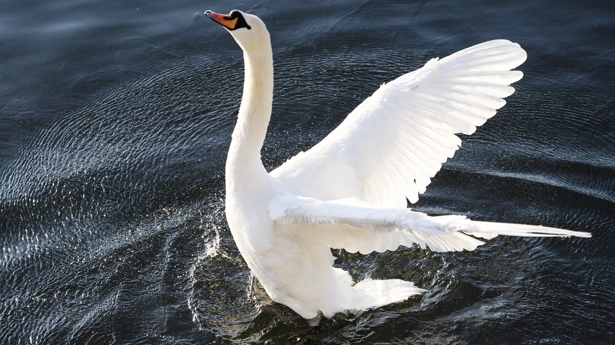 THEMENBILD ZUR FRUEHJAHRSSESSION: MOTION REGULIERUNG DER BESTAENDE HOECKRERSCHWAN -- Ein Schwan zeigt bei fruehlingshaften Temperaturen seine Federpracht, am Montag, 24. Februar 2014, auf dem Zuerichs ...