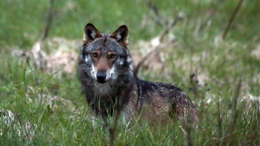 ARCHIV - ZUM TAGESGESCHAEFT DER WINTERSESSION, AM MITTWOCH, 28. NOVEMBER 2018, STELLEN WIR IHNEN FOLGENDES THEMENBILD ZUR VERFUEGUNG - Ein Wolf, mutmasslich &quot;M35&quot;, aufgenommen beim Dorfeinga ...