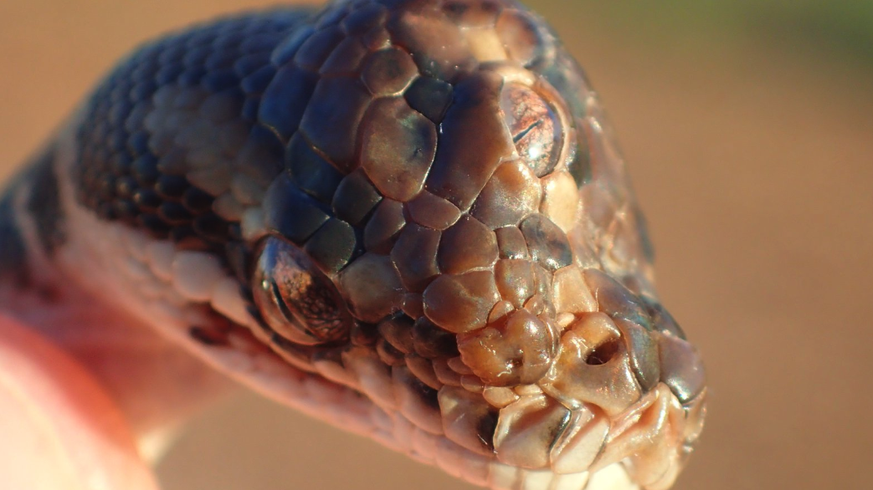Eine kleine Schlange mit drei funktionierenden Augen ist auf einer Strasse im australischen Norden von Wildhütern gefunden worden.