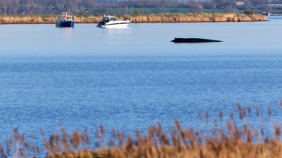 KEYPIX - 01.04.2026, Mecklenburg-Vorpommern, Weitendorf-Hof: Ein Boot der Wasserschutzpolizei ist an der Sperrzone rund um den Buckelwal, der am Nachmittag noch immer vor der Insel Poel festsitzt, im  ...