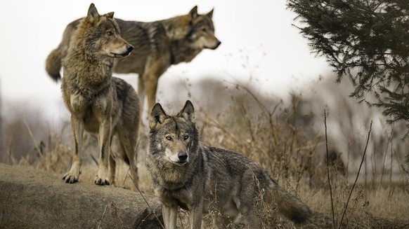 Wölfe, Wolfsrudel