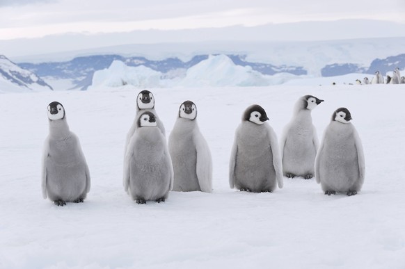 Emperor penguin chicks standing together on snowy Antarctic landscape, RUEF04830