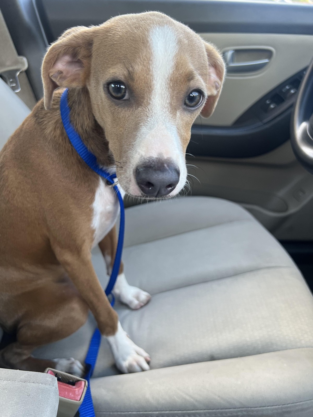 cute news hund dog

https://www.reddit.com/r/aww/comments/x1slbt/help_me_name_him_loves_to_run/