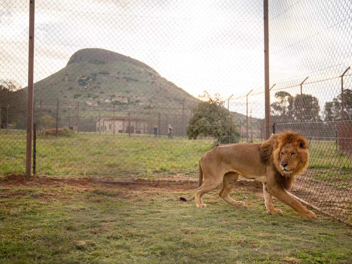 epa07497347 A lion rescued from the Gaza, Bethlehem is released into it's new temporary enclosure at Lionsrock sanctuary in Warden, South Africa, 10 April 2019. The lion was rescued with animal r ...