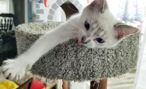 cute news animal tier katze cat

https://imgur.com/t/cat/v8qZlKT