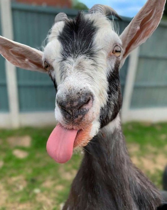 cute news tier ziege

https://ch.pinterest.com/pin/6825836928865461/