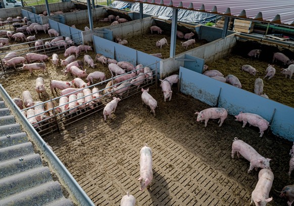 Mastschweine geniessen die Nachmittagssonne im Auslaufbereich von einem modernen Tierwohlstall, Luftbild. Mehr Tierwohl geht fast nicht. Der Junglandwirt Henrik Albers in Kirchdorf bietet seinen Ferke ...