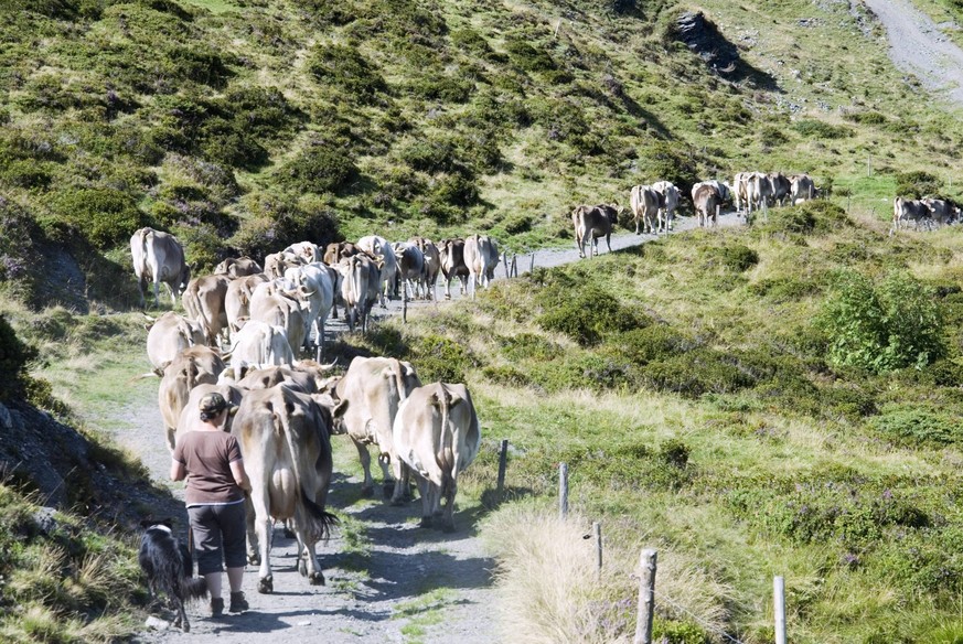 Bildnummer: 53313013 Datum: 16.08.2009 Copyright: imago/Kraft
Kuhherde auf einem Weg im Kanton Graub�nden. Reisen Schweiz Europa kbdig xkg 2009 quer o0 Landwirtschaft, Wirtschaft, Freilandhaltung, Ku ...