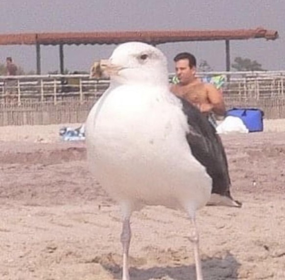 Seagull hitchhiking