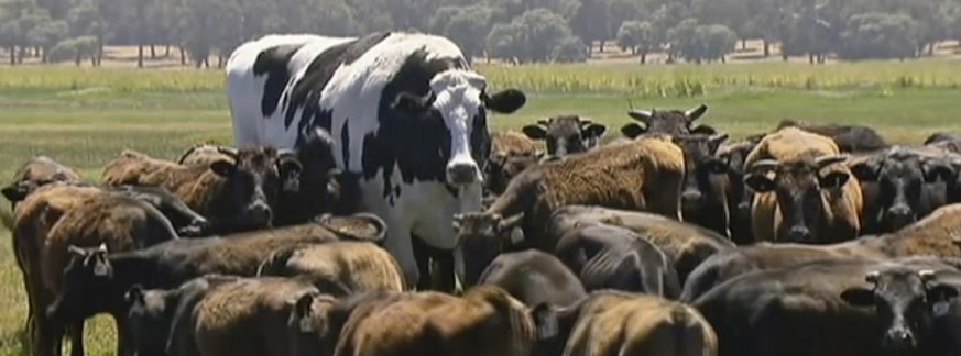 In this image made from video taken Nov. 15, 2018, Knickers the steer, center back, is in paddock with cow herd
in Lake Preston, Australia. A enormous steer in the state of Western Australia has avoid ...