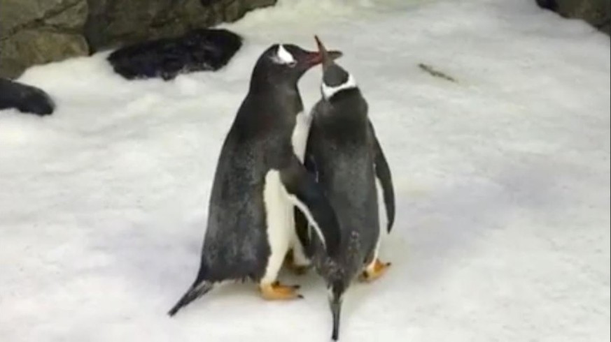 Das schwule Pinguin-Paar Sphen und Magic oder wie der Zoo sie nennt: Sphengic.