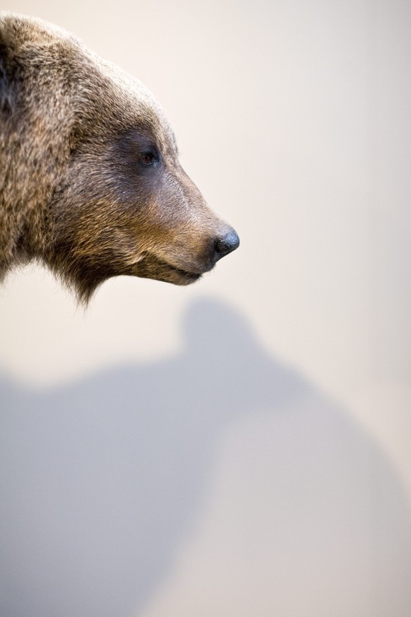 Der praeparierte Baer "JJ3" praesentiert sich am Donnerstag, 19. Maerz 2009 im Buendner Naturmuseum in Chur. JJ3 wurde am 14. April 08 erlegt, da er ein Sicherheitsrisiko fuer die Menschen w ...