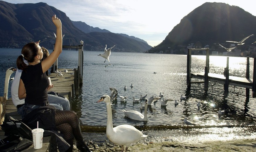 Diese jungen Leute nutzen das warme Wetter um Schwaene und Moeven zu fuettern, am Freitag, 19. Januar 2007, am Quai von Lugano. In der Schweiz ist es im Monat Januar noch nie so warm gewesen wie am Fr ...