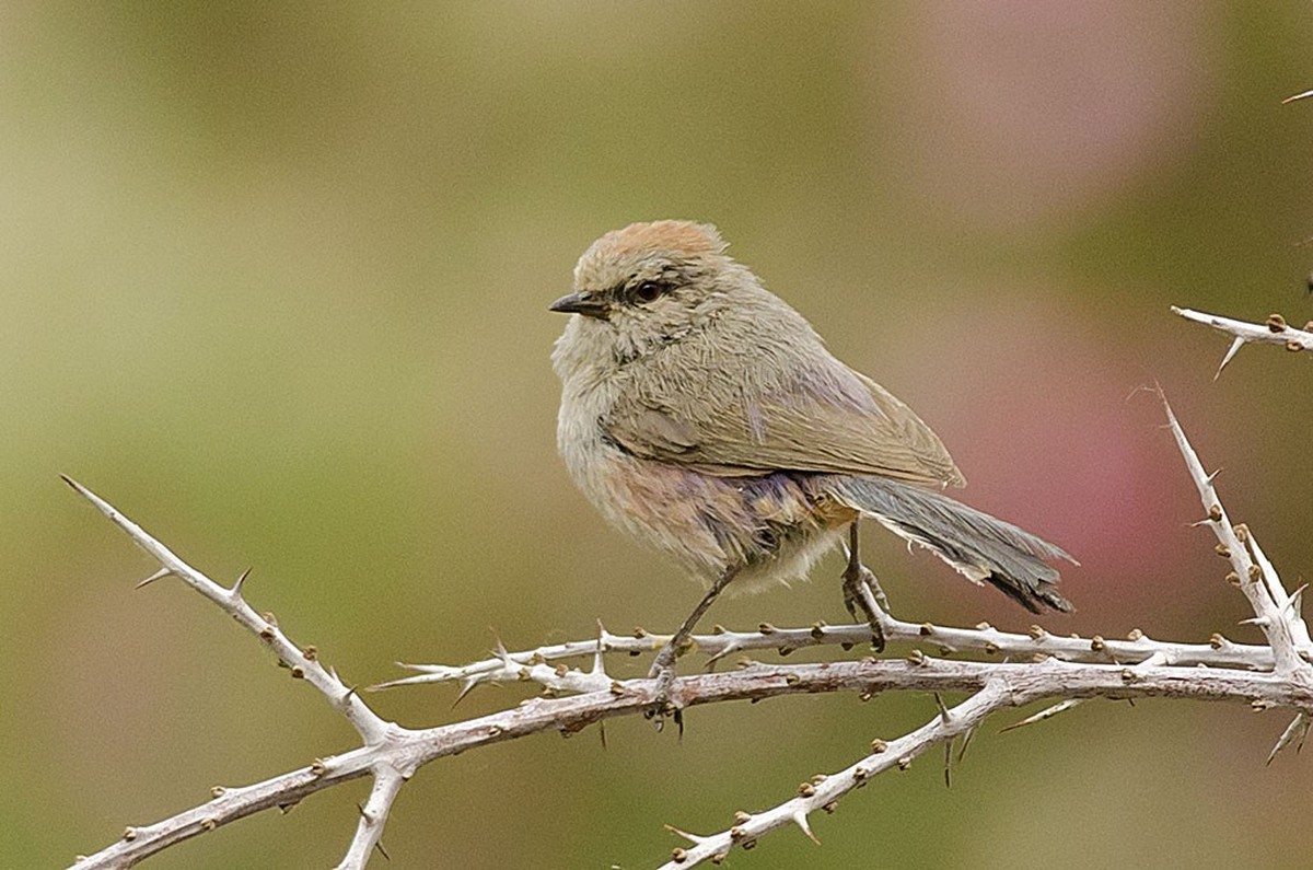 cute news tier vogel