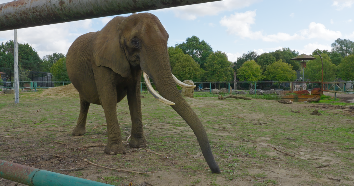 Kariba, un éléphant d'Afrique né en 1985 au Zimbabwe.