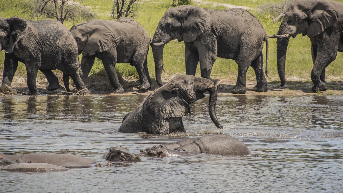 In this 2016 photo provided by researcher Connie Allen, male African elephants socialize along the Boteti River in Botswana. Female elephants are well-known to form tight family groups led by experien ...