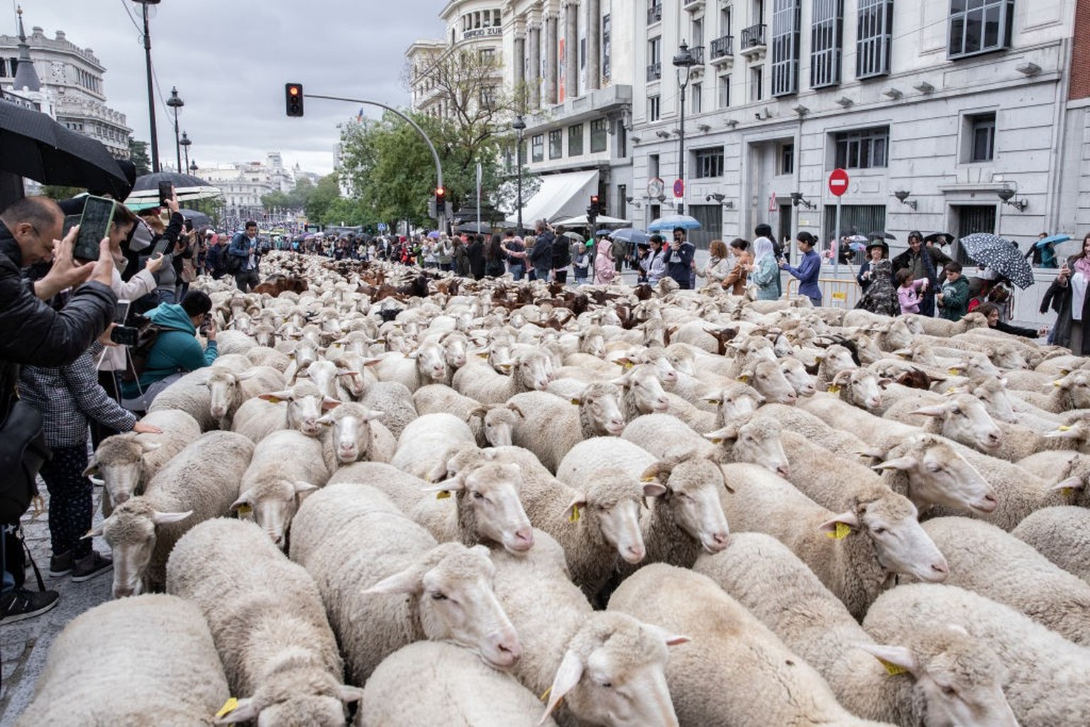 Sheep are herded through the city during the Transhumance Festival in Madrid, on October 3, 2022.