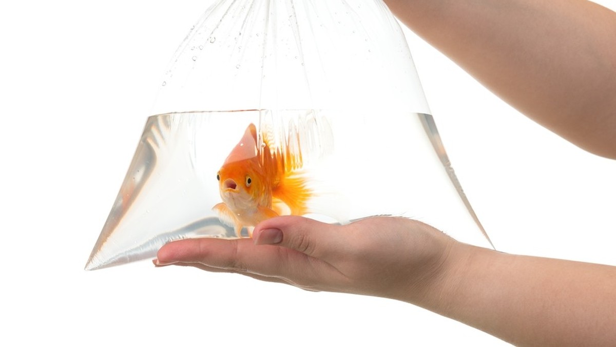 Les abandons de poissons en hausse en Suisse.