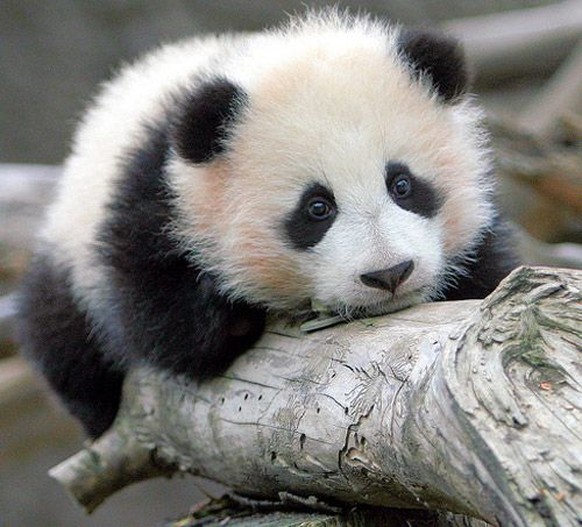 Pandabär.
Cute News.
https://www.pinterest.com/pin/294282156871280369/