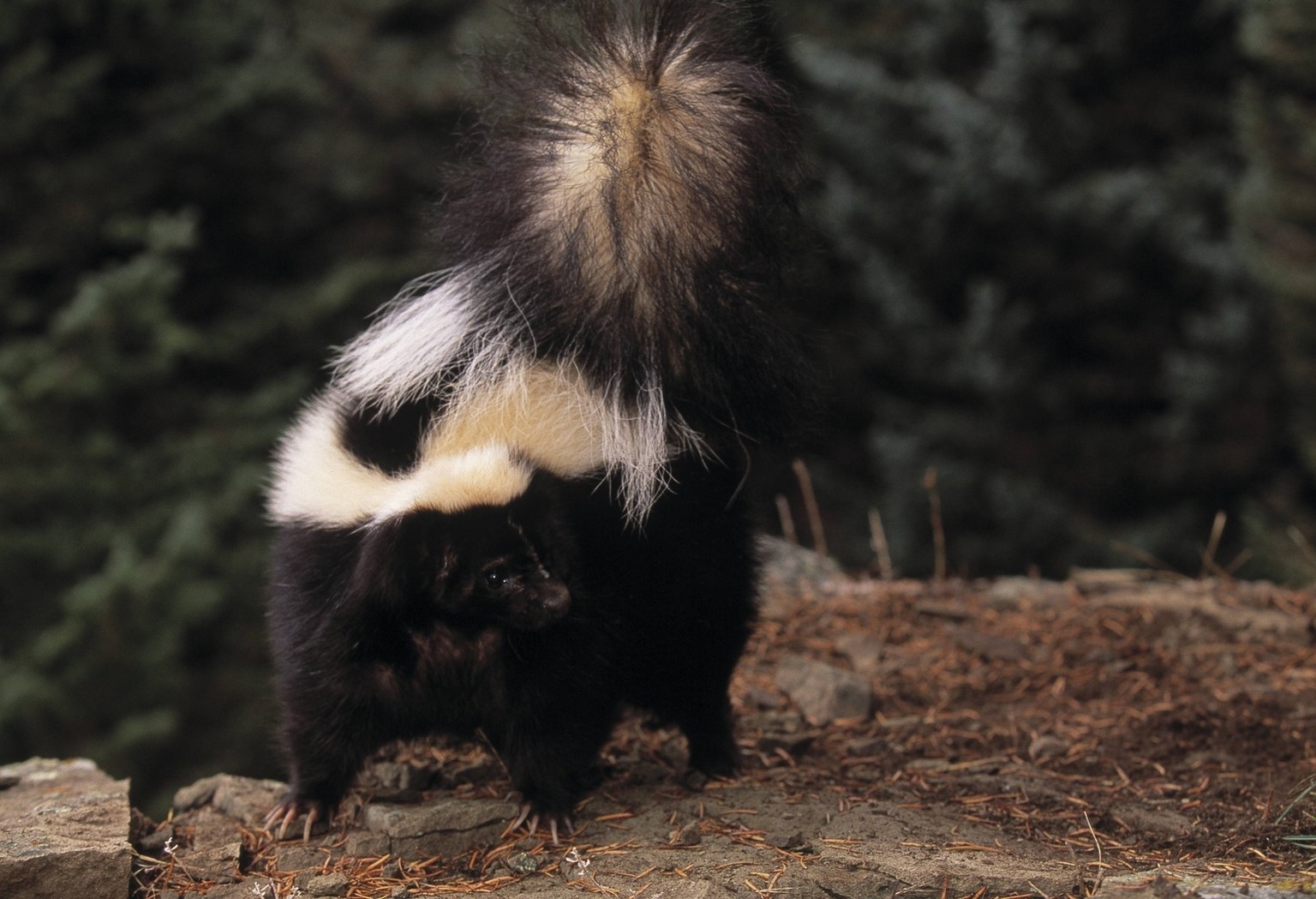 STRIPED SKUNK STRIPED SKUNK ready to spray Mephitis mephitis in reaction to danger,Canada, Credit:Andy Rouse / Avalon PUBLICATIONxNOTxINxUKxFRAxUSA Copyright: xAndyxRousex/xAvalonx 0516125797