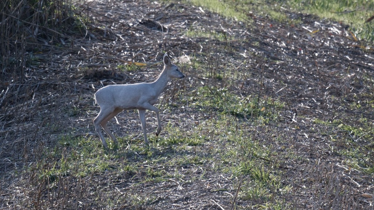 Albino-Rehe lösen jeweils grosse Faszination aus (Symbolbild).