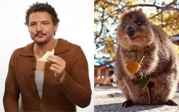 PEDRO PASCAL AS QUOKKA

https://twitter.com/Pandamoanimum