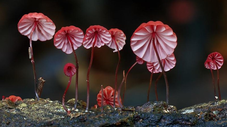 Zur Pilz-Saison: Die 23 verrücktesten Pilze der Welt - Vimarsana News