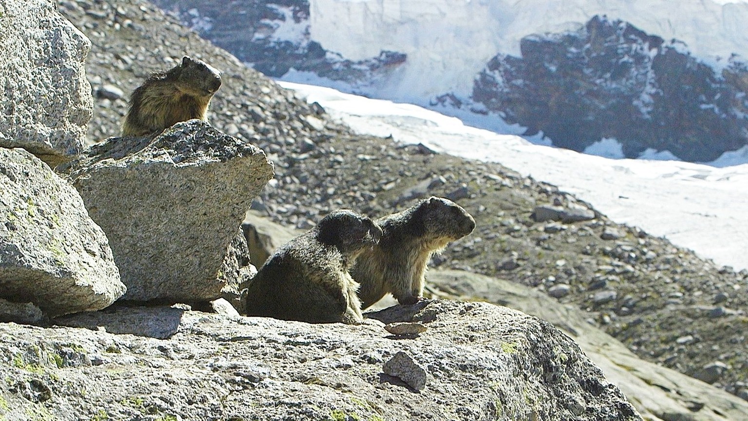 Kältefreaks: Früher am Rande eiszeitlicher Gletscher, heute immer höher. Murmeltiere weichen der Hitze aus.
(Achtung: Ausschliesslich zu verwenden für den Artikel: Murmeltiere: Höher, bis es nicht meh ...