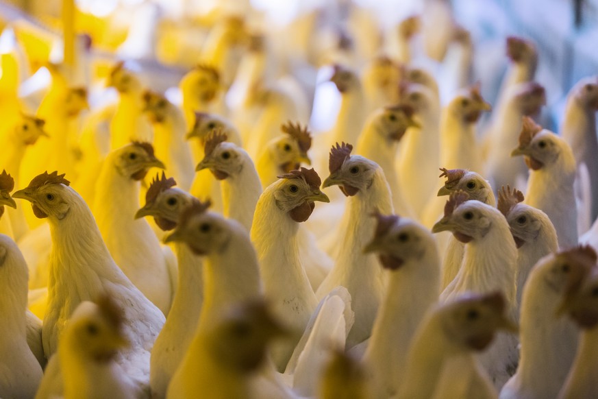 ARCHIVBILD ZUR MELDUNG, DASS DER NATIONALRAT DIE MASSENTIERHALTUNGSINITIATIVE ZUR ABLEHNUNG EMPFIEHLT, AM MITTWOCH, 15. DEZEMBER 2021 - Laying hens in a hen coop with mounted orange LED lamps, picture ...