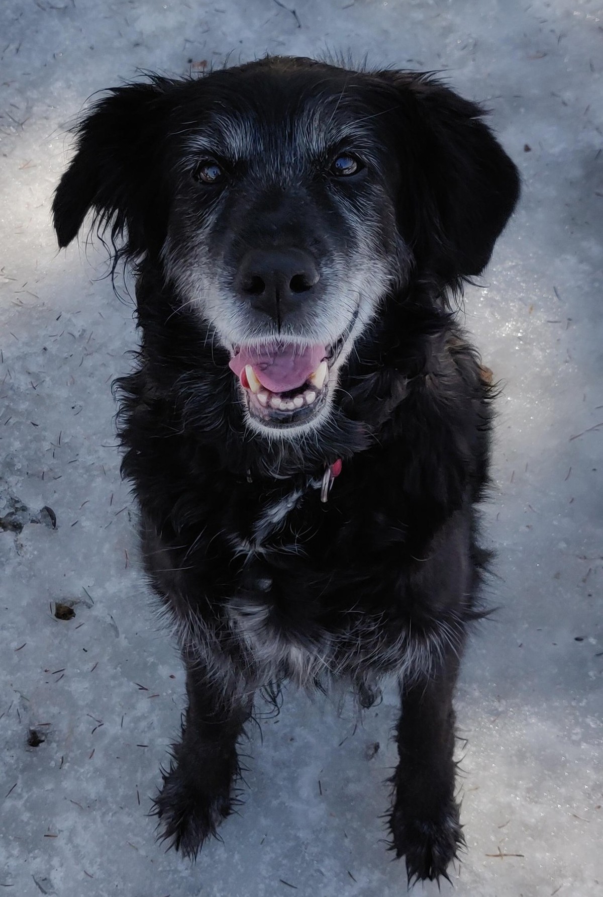cute news animal tier hund dog

https://www.reddit.com/r/rarepuppers/comments/wl5fwe/a_fifteen_year_old_lady/
