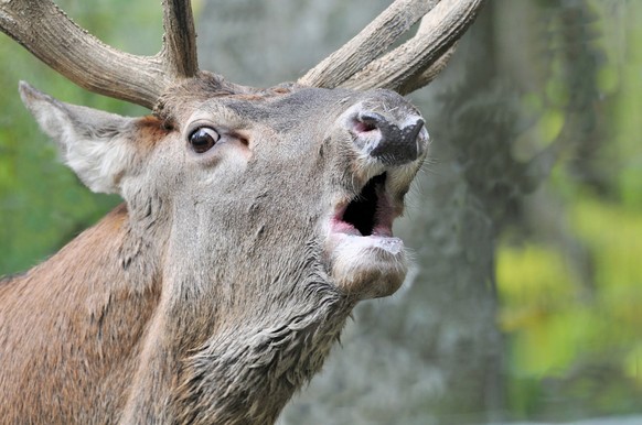 Rauszeit Tierbeobachtungen Hirsch Champery