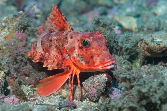 Chelidonichthys lastoviza