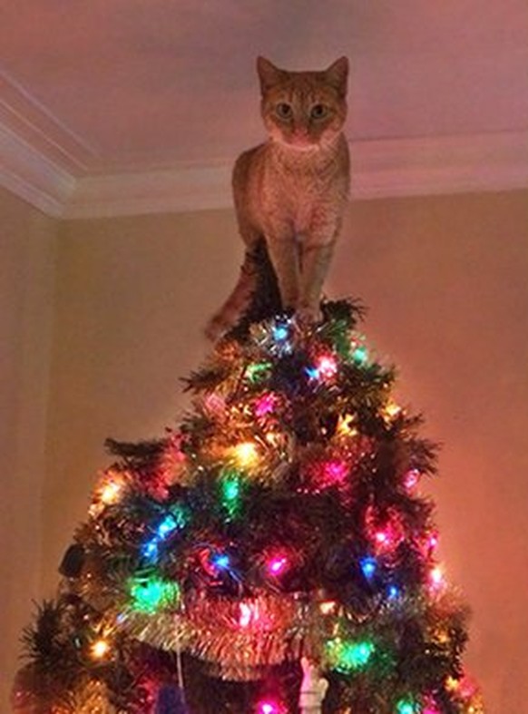 Katze, Tannenbaum
https://imgur.com/gallery/9dFmBoQ