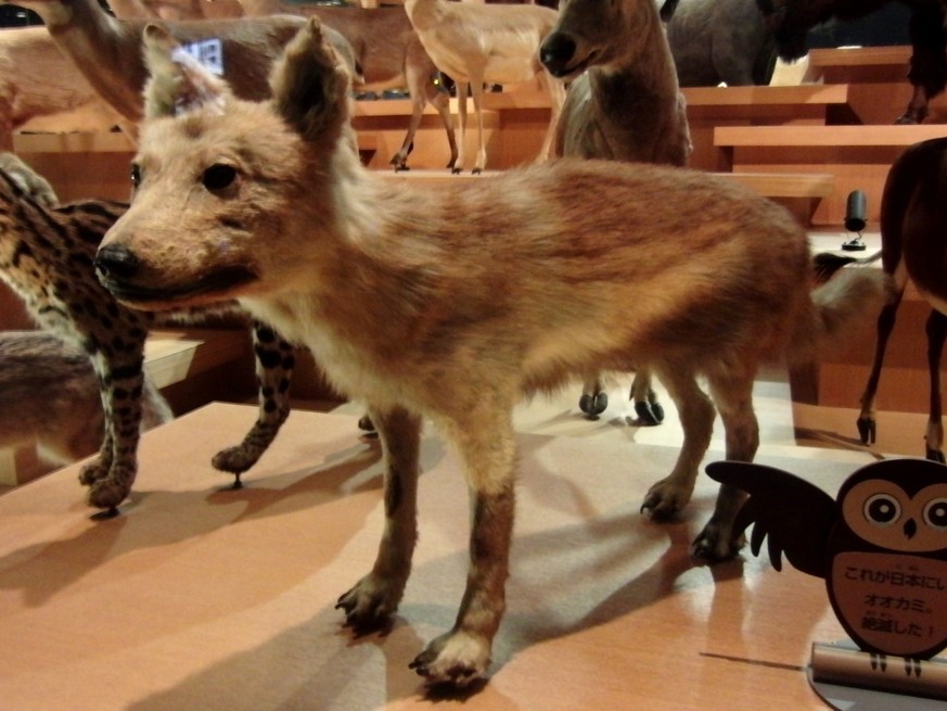 Honshū-Wolf (Canis lupus hodophilax)