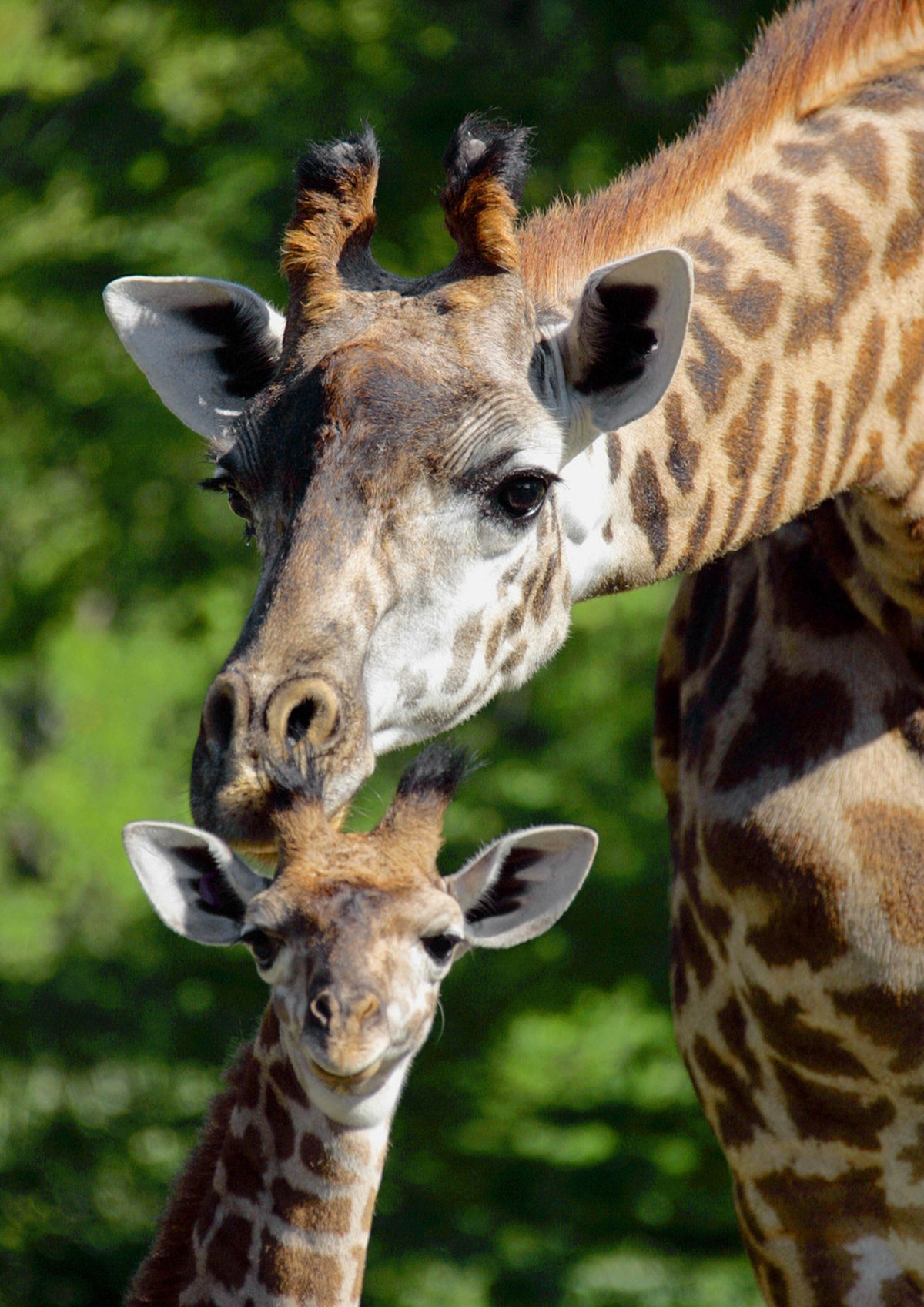 Bridgit, top, nuzzles her 3-week old son, Mac, at the Cleveland Metroparks Zoo Thursday, Sept. 1, 2005. The baby becomes the fifth member of the Zoo's Massai giraffe herd - one of the largest in  ...