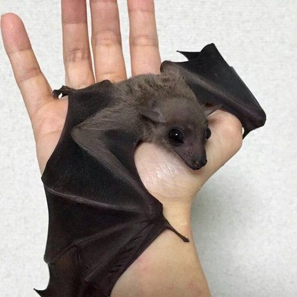 Fledermaus
Cute News
https://www.pinterest.com/pin/332914597442412429/